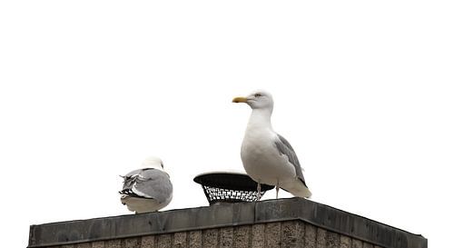 Meeuwen