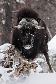 Powerful horned hairy head on the background of the stump. musk oxen under snowfall in winter, power by Michael Semenov