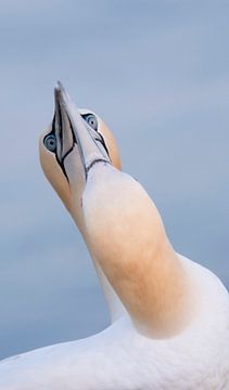 Triptych Gannets by Francis Dost