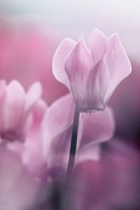 Romantische Cyclamen close-up.