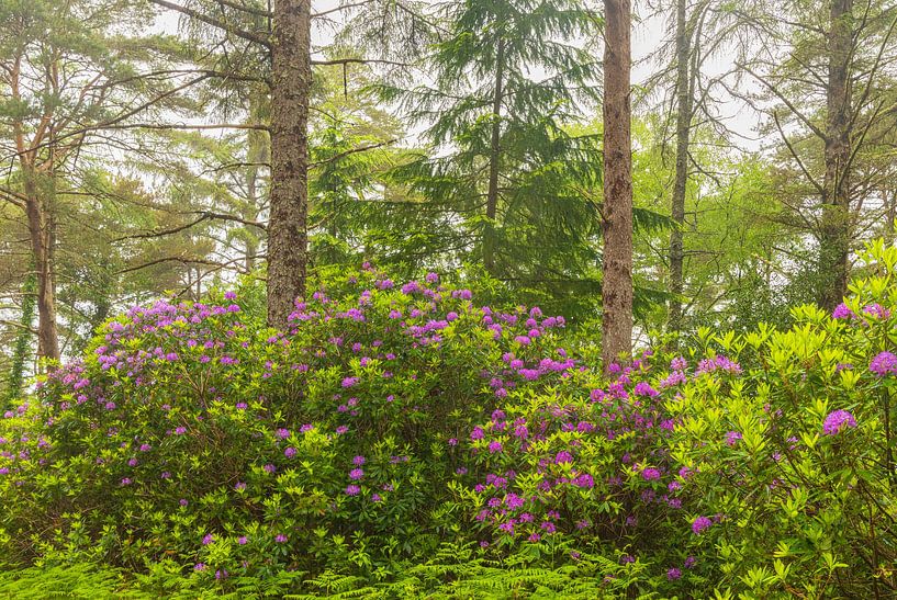 Rhododendren - Killarney (Irland) von Marcel Kerdijk