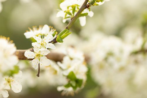 Bloesem van de zoete pruim