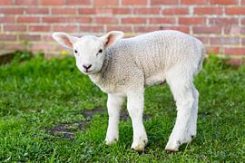 Newborn white lamb standing in green pasture during spring