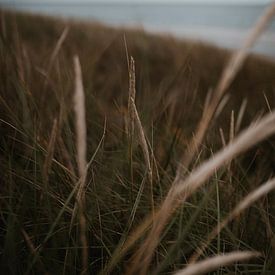 Dünen von Vlieland von Eke Salomé