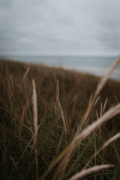 Dunes of Vlieland by Eke Salomé