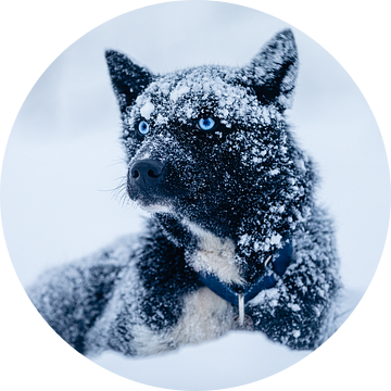 Husky "White Walker" in de sneeuw van Martijn Smeets
