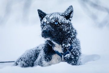 Husky "White Walker" im Schnee von Martijn Smeets