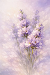 Lavendel – Duft der Ruhe