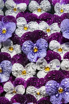 "Muurbloempjes": een muur vol viooltjes met druppels (verticaal) van Marjolijn van den Berg