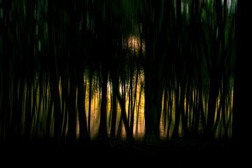 Magie in het bos van Jeannette Fotografie