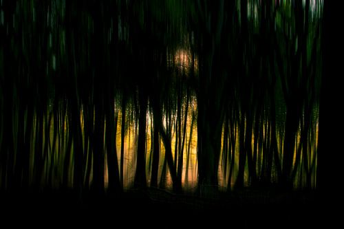 La magie dans la forêt