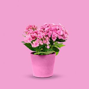 Hydrangea in Pink Flowerpot