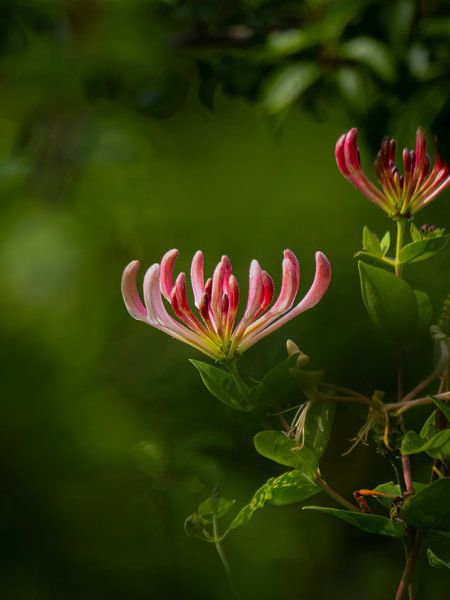 Wild honeysuckle by Willemijn Wolthaus