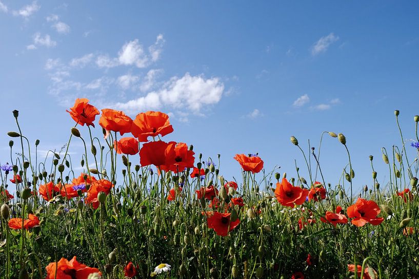 Im Mohnfeld by Ostsee Bilder