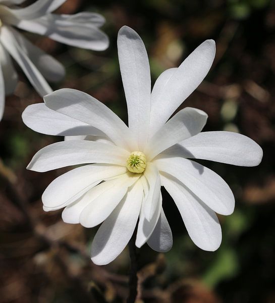Stern-Magnolie von Matthias Brix
