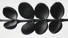 Sich wiederholender Zweig