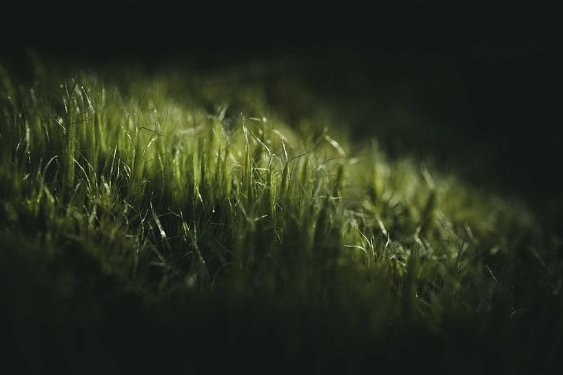 Moss in the morning sun by Jan