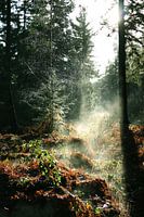 Forêt brumeuse