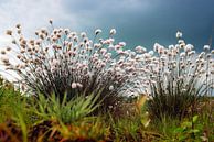 Eriophorum Wollgräser in der Blüte von Tanja Riedel Miniaturansicht