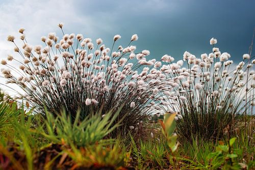 Eriophorum Wollgräser in der Blüte