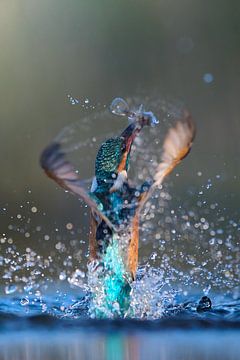 Eisvogel – Ballerina