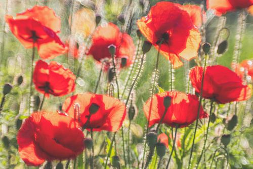 Coquelicots au bord de la route sur Karin de Jonge