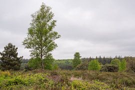 Die grüne Landschaft auf dem Holterberg von Deborah de Meijer