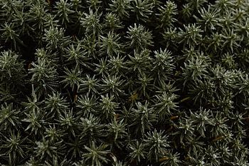 Een bos van ijzig sterrenmos