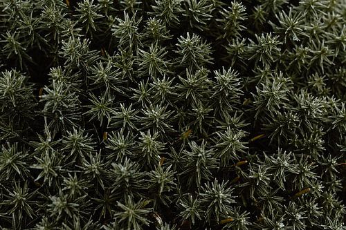 Een bos van ijzig sterrenmos