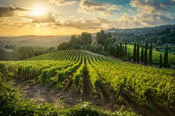 Toscaanse wijngaard zonsondergang. Casale Marittimo, Alta Maremma, Italië van Stefano Orazzini
