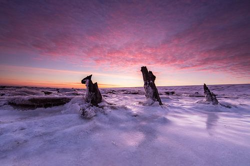 De vieux poteaux dans la mer des Wadden !