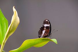 Vlinder op een groen blad van Jan Klijn