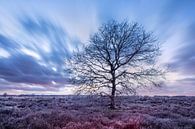 Bel arbre nu sur une lande à l'hiver par Tony Vingerhoets Aperçu