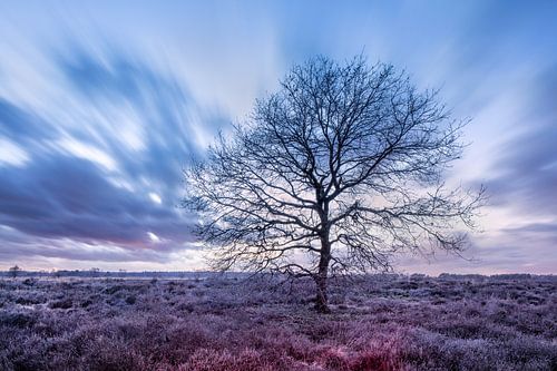 Beautiful naked tree on a moorland at wintertime