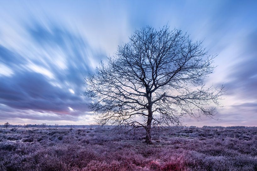 Schöner nackter Baum auf einem Moor im Winter von Tony Vingerhoets
