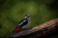 The great Spotted Woodpecker! by Roy IJpelaar thumbnail