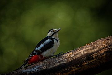 The great Spotted Woodpecker! by Roy IJpelaar
