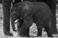 olifant van Ed Dorrestein thumbnail