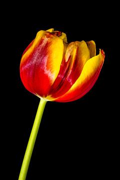 Tulpe von Pieter van Roijen