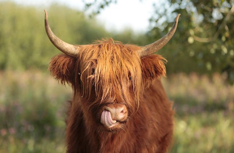 Scottish Highlanders by Frank Smedts