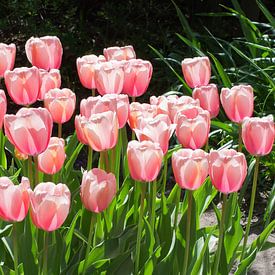 Roze tulpen in Panorama formaat. van Wunigards Photography