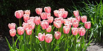 Des tulipes roses en format panoramique. sur Wunigards Photography