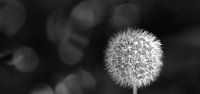 Dandelion, the dandelion by Frank Heinz thumbnail