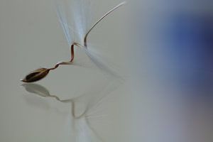 Ballett von Carla Mesken-Dijkhoff