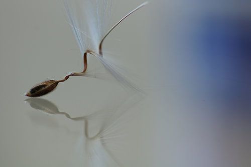 Ballett von Carla Mesken-Dijkhoff