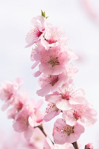 bloemen