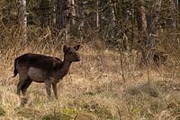 Deer in the woods
