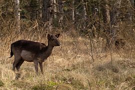 Deer in the woods by Annelies Cranendonk
