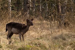 Chevreuil dans les bois
