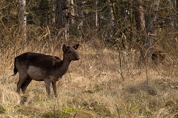 Hirsche im Wald